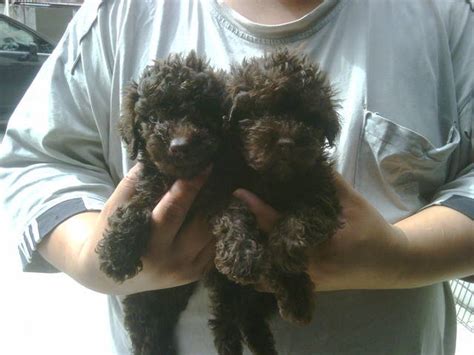 Toy Poodle Dark Chocolate For Sale Adoption From Penang Georgetown