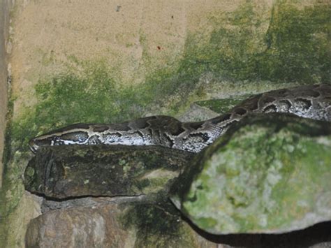 Python Bivittatus Burmese Rock Python In Safaripark Sigean