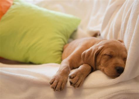 Should You Let Your Puppy Sleep With You In Bed — The Puppy Academy