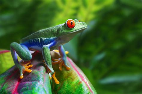 Red Eyed Tree Frog Species Guide All Must Know Facts And Pics