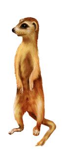 Nein gif lustig 3 gif images download. Meerkats