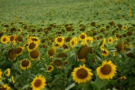 2560x1440 Wallpaper Sunflower Field Peakpx