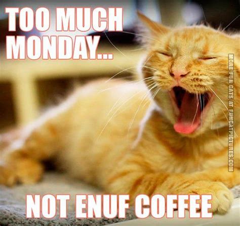 Everybody Hates Mondays Monday Humor Funny Monday Memes Cat Quotes