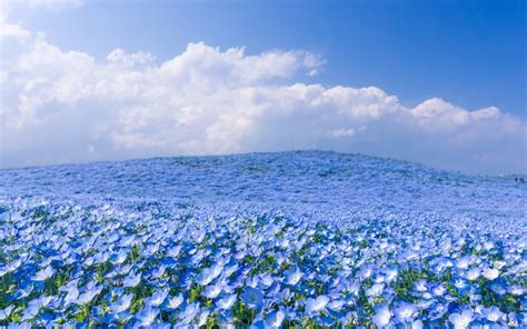 Red flowers, floral, blur background, flower garden, blossom, bokeh, bloom purple plant, dark background, pattern, beautiful, floral, purple flowers, 5k. Blue Flower Field and Blue Sky HD Wallpaper | Background ...