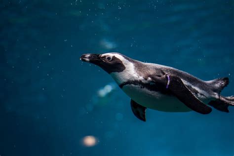 How Deep Can Penguins Dive Penguins Deep Diving And Swimming Abilities