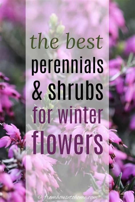Winter Flowering Plants The Best Perennials And Shrubs For Your Winter