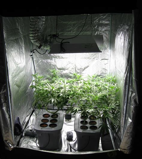 Examples of Common Cannabis Grow Setups | Grow Weed Easy