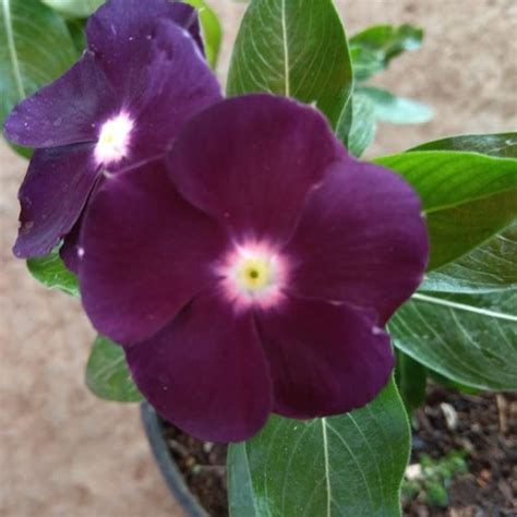 Bunga yang dihasilkan oleh jenis tanaman hias ini merupakan bagian tanaman yang paling. Jual Benih Bunga Vinca Purple (Tapak Dara Ungu) - Kab. Bandung - bibitanaman | Tokopedia