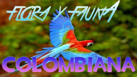 Discovery Colombia Flora Y Fauna De Colombia Youtube