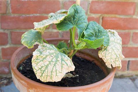 How To Identify And Control Cucumber Mosaic Virus Cmv