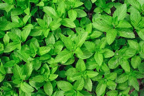 Official twitter account for linux mint. How to Grow Your Own Tea Garden Herbs | Grab N' Grow Soil ...