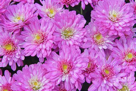 Flowering Pink Chrysanthemum Photograph By Regina Geoghan Fine Art