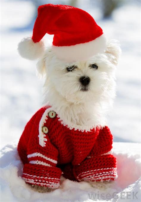 Maltese Sweaters Dress The Dog Clothes For Your Pets