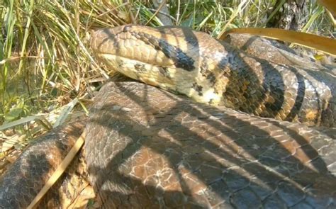 Sem Fim V Deo De Sucuri Gigante Causa Espanto E Surpreende