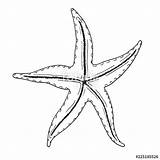 Starfish Line Drawing Paintingvalley sketch template