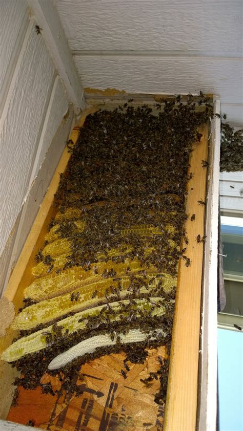 Thousands Of Bees Found In Home