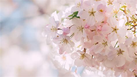 Free Photo Spring Blossom Blooming Flower Fragrance Free