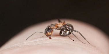 Geyik Böceği Türleri ve Özellikleri bocek gen tr