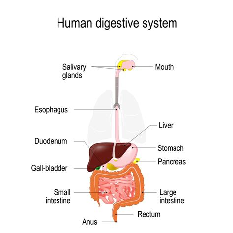 Free Vector Diagram Showing Internal Human Digestive System Colic In Humans Seedsyonseiackr
