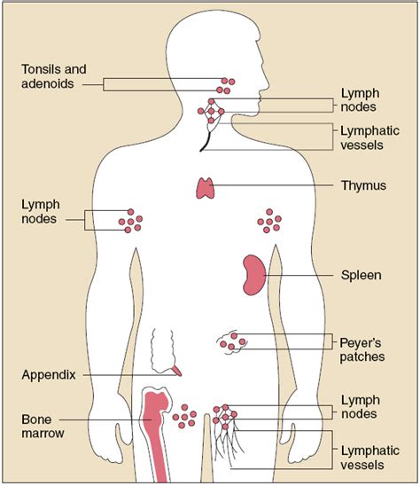 Immune System Organs