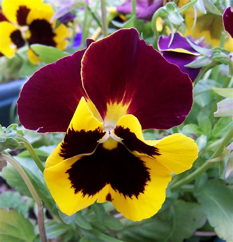 Home And Garden How To Care For Pansy Flowers