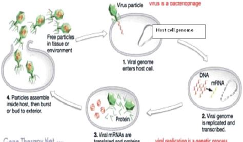 The Way How Do Viruses Work 11 Download Scientific Diagram
