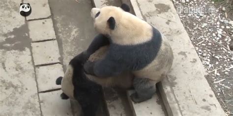 Video Giant Pandas Mate Successfully At A Chinese Research Centre