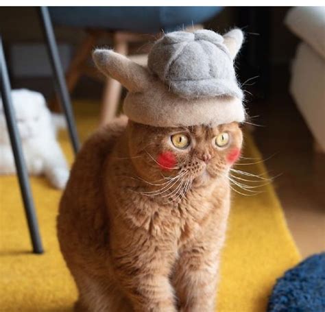 topi super kocak  bisa dihadiahkan  kucing kamu