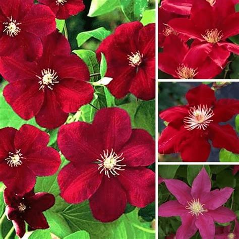 Lavender is a summer flowering perennial and illustrated is lavandula angustifolia often called english lavender. Clematis Dark Red Coloured Large Flowering Climber Hardy ...
