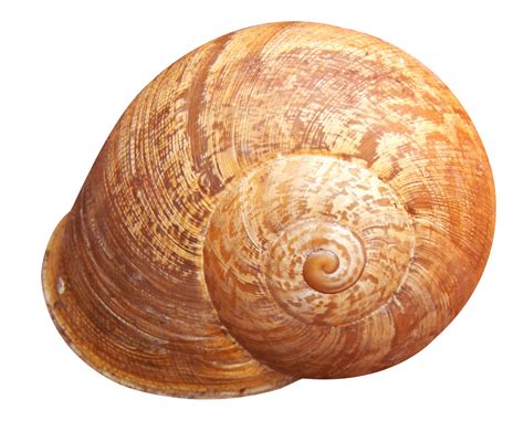 Shell Png Hd Png All