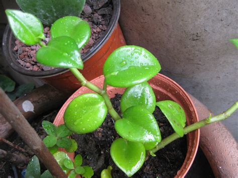 Puede resultar ser una buena opción como planta de interior. Identificacion: planta de hojas carnosas
