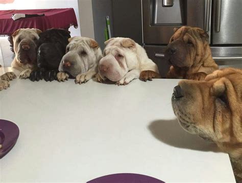 Pin By Kaye Smith On Snuggly Shar Pei 2 Shar Pei Pei Dogs