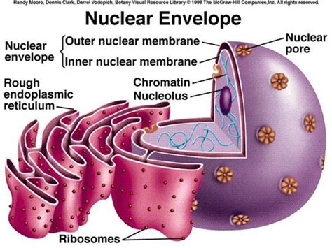 We did not find results for: Nucleus - Organelles