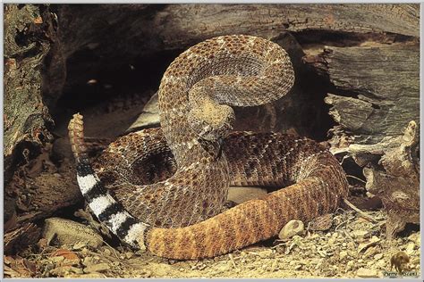 Contohnya adalah ular king kobra yang termasuk salah satu hewan mematikan di dunia. Ular Derik - Rattlesnake | Ular Paling Berbisa Di dunia ...