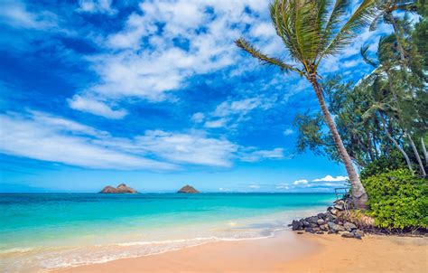 Wallpaper Palm Trees The Ocean Coast Hawaii Pacific Ocean Hawaii