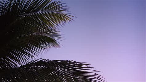 Branch Palm Leaves Sky Sunset Evening 4k Hd Wallpaper