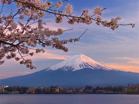 Cherry Blossoms Mount Fuji And Kawaguchi Lake Yamanashi Prefecture