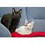 Domestic Shorthair Cat A Complete Guide  Pets Nurturing