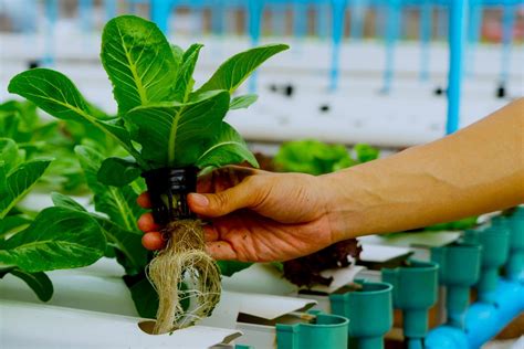 However, if you want your item to get more attention, you can. Hydroponic Gardening FAQs: What Is It And How Does It Work?