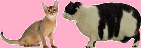 Cara membuat kucing kampung gemuk secara alami dan tidak berbahaya untuk kesehatan kucing adalah dengan meningkatkan nafsu makan kucing. Cara Mengatur Makanan untuk Kucing Gemuk dan Obesitas