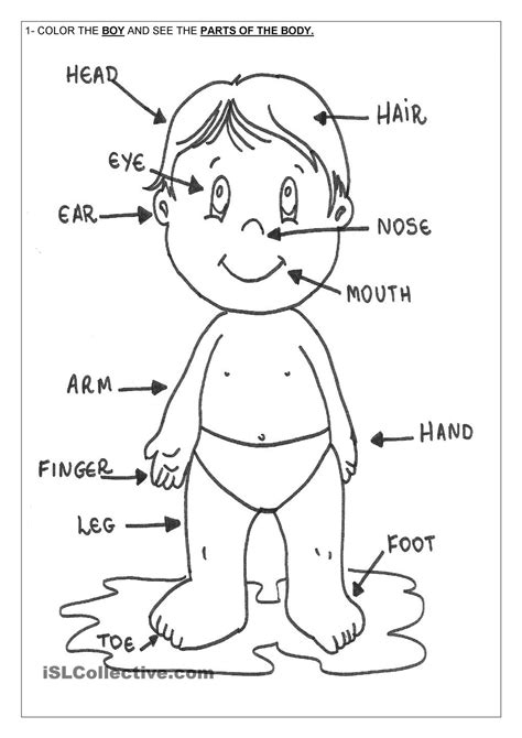 Printable Human Body Coloring Page Fichas Ingles Infantil Ingles