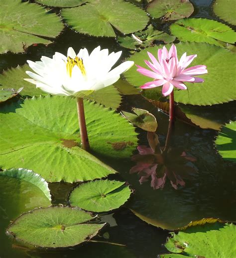 Pin By Va Si On Lotus Water Lilies Plants Lotus