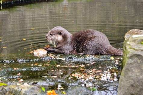 De eerste dierentuinen waren anders dan zoals wij ze kenden. Bezoek de Berlijnse dierentuin Zoologischer Garten