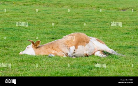 Bored Cow Hi Res Stock Photography And Images Alamy