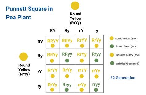 Dihybrid Punnett Square Examples Of Punnett Squares For Monohybrid The Best Porn Website