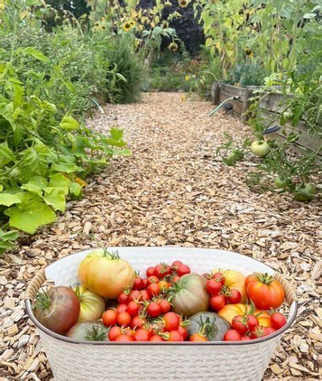 How To Grow Brandywine Tomatoes Balcony Garden Web