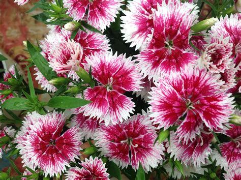 Once More Picture Dianthus Flower Dianthus Flowers Flowers
