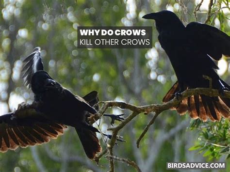 Why Do Crows Copulate With Corpses Birds Advice