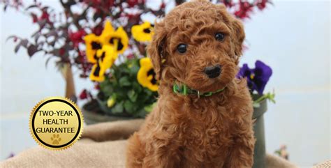 Standard Poodle And Goldendodle Puppies By Virginia Coast Poodles In
