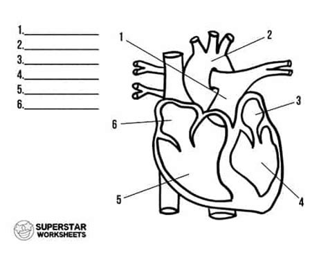 Free Heart Worksheets Heart Diagram Heart Anatomy Heart Anatomy Drawing